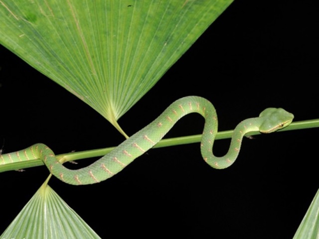 Mulu Night Walk